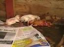 BIGG LUM'S LABRADOR RETRIEVER GIVES BIRTH TO PUPPIES ON 24TH FEBRUARY 2008 IN SAINT LUCIA WEST INDIES AT 2:00PM.