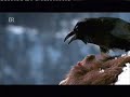 Chamois makes a wrong step and falling to death.Leads to a good meal for the raven and the eaglesorry no sound