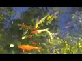 A Bird May Love A Fish
