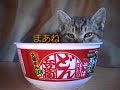 ねこ麺