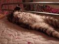 ?????????????(=^?^=)?The cat which sleeps in a bed