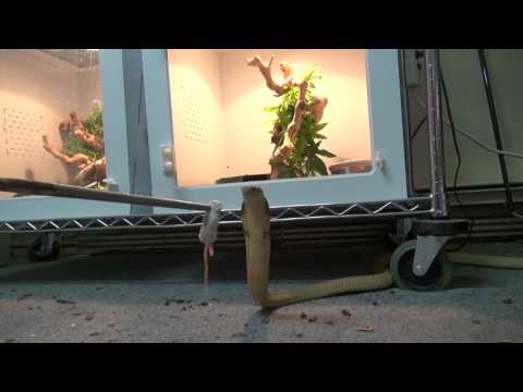 king cobra