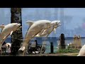 Patong Beach,Dolphins Point