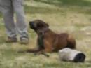 lilly schutzhund bite suit #10 lilly schutzhund bite suit #10