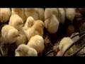 Assistir ao v�deo