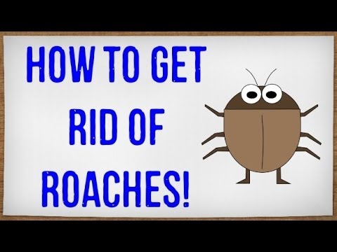 how to get rid roaches in car