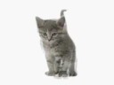 Kitty said what !