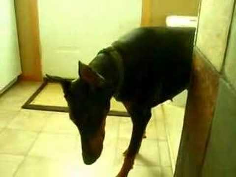 doberman