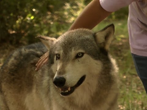 wolf