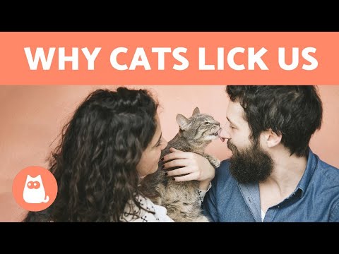 Why does my cat LICK ME? 🐱 - 6 COMMON REASONS