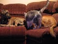 cat loves dogs, nutty cat