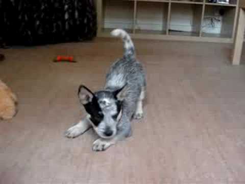 blue heeler