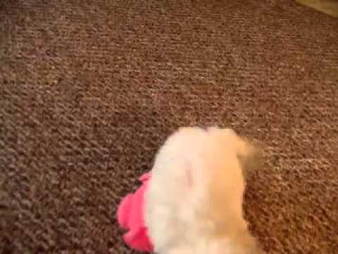 Snow..Gorgeous BichonPoo baby girl !!