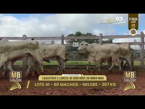 9� MEGA LEIL�O DA MB LEIL�ES