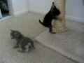 Foster babies