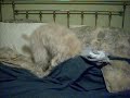 Kaya the Wheaten Terrier