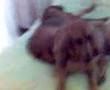 Bloodhound video