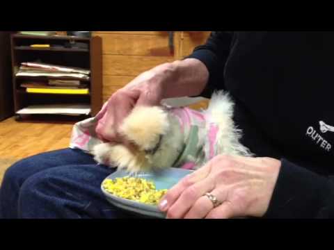how to treat wry neck in chickens