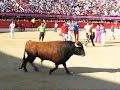 Encierros y capeas San Antol�n 2008 en Medina del Campo