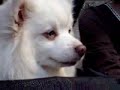 SPITZ GOES TO HELL?????????? SPITZ GOES TO HELL??????????
