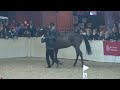 Quintus LS La Silla