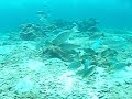 Parrot fish ???????