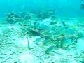 Parrot fish ネッタイブダイ