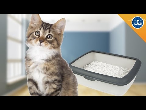 Why Is My Cat Peeing Everywhere?