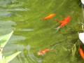 videos de Koi