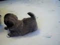 pekingese puppies