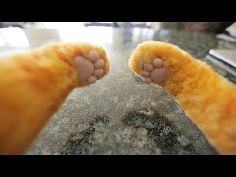 Cat Behavior Explained