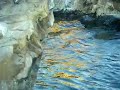 Sea Lion Yawn.MP4