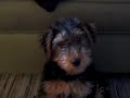 Welsh Terrier head twist