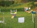 Basset Agility June 08