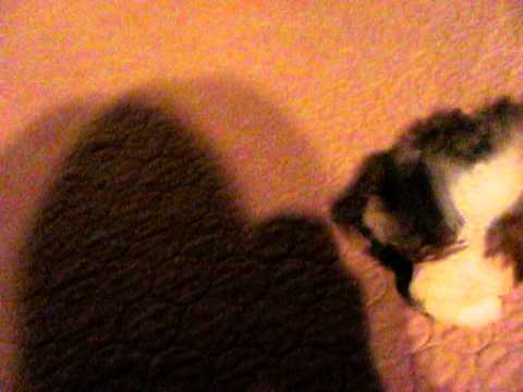 Puppies playing