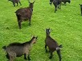 Baby goats headbutting Baby goats headbutting