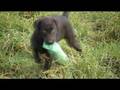 Tarka playing with her dummy!