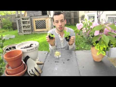 how to replant celery stalk