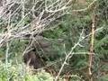 Elgjakt moose hunt Kristoffer Clausen