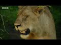 Ultimate Killers: Man-Eating Lions