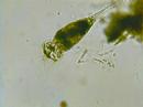 Collotheca ornata et euglènes 2