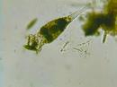 Collotheca ornata et eugl�nes 2