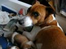 Jack Russell e i suoi fratelli (2) (11gg)