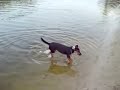 Jack Russell Terrier Luna: Meeting Her Friends