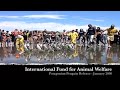 IFAW Penguin Release V2