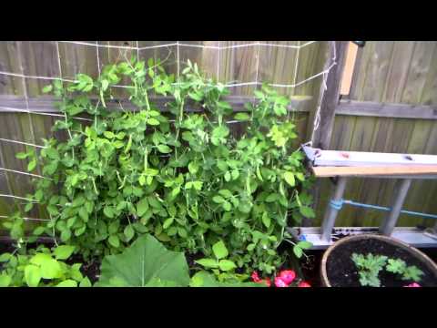 how to fertilize with bone meal