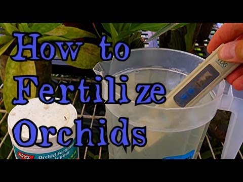how to fertilize cymbidiums