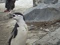 Chinstrap penguin walking 3