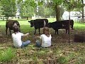 Feeding Cows