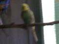 budgies